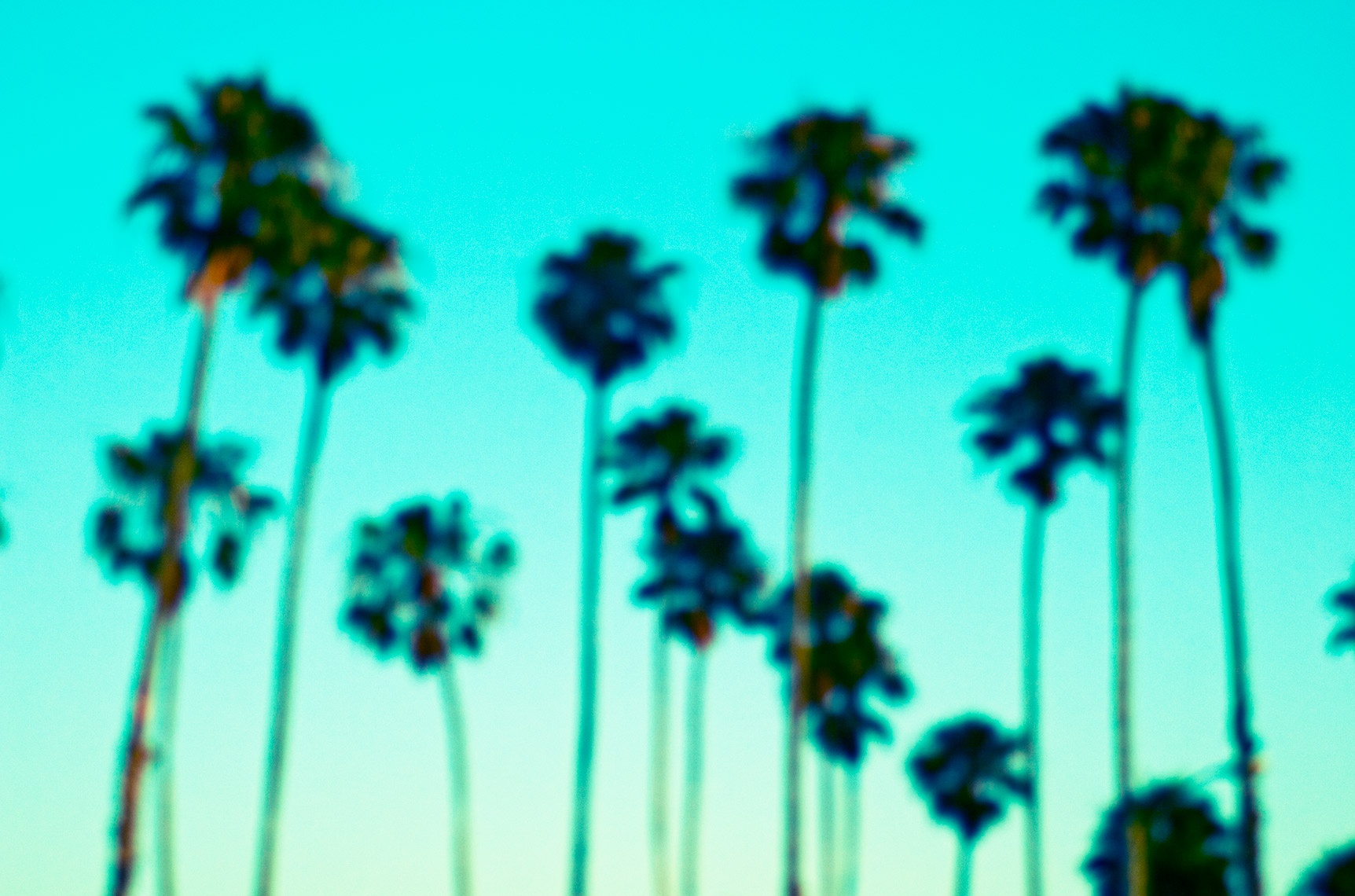 blurpalms
